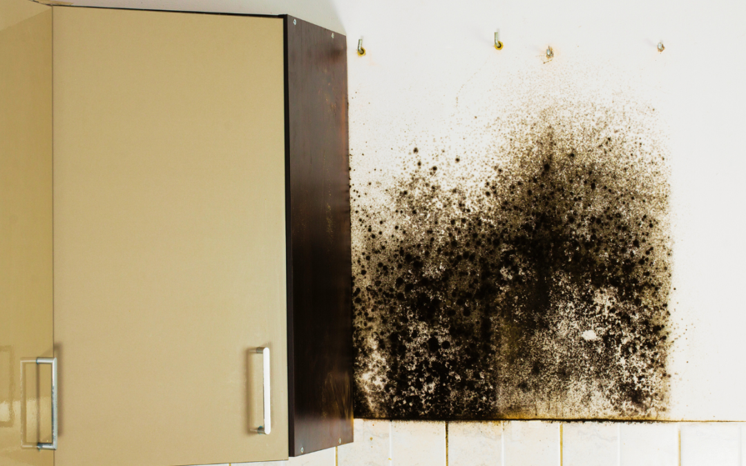 How to Know When You Need Mold Remediation in Bradenton