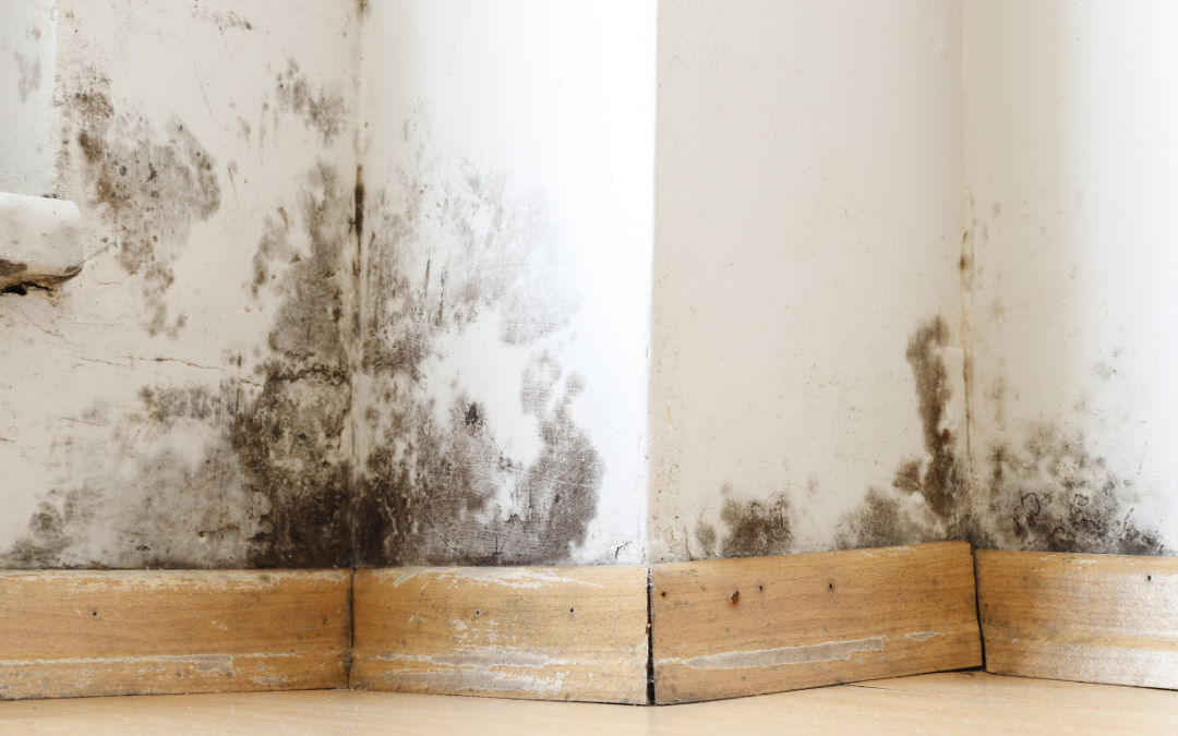 What to Do in the First 24 Hours After Finding Mold in Your Ellenton Home